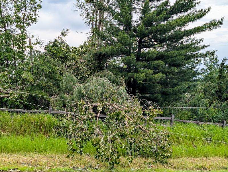 Trees on power lines in the June 2025 storm
